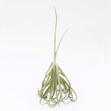 Giant Air Plants Tillandsia _ Duratii _ by Joinflower Joinfolia